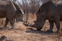 Zwei 'zankende'Nashorn-Brüder