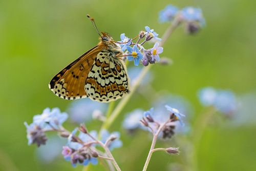 veldparelmoervlinder op vergeetmenietje in Lanaye