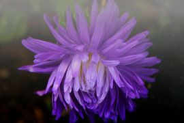 Aster im Nebel van Roswitha Lorz