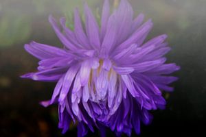 Aster im Nebel