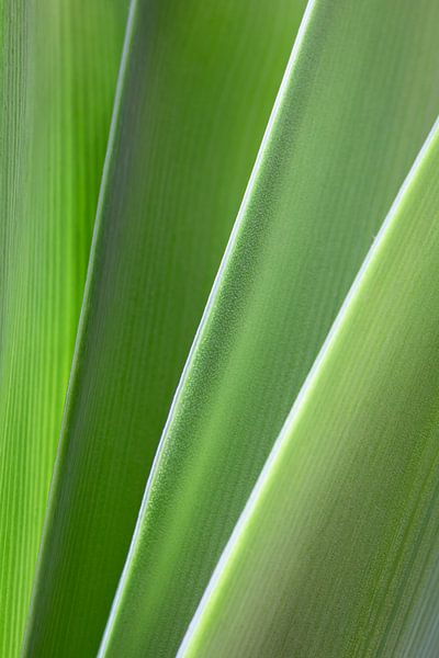 Amaryllis leaf fan by Jefra Creations
