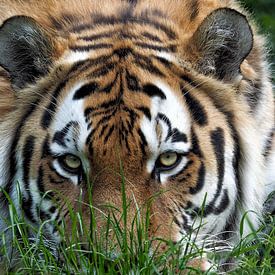 Tigre de l'Amour ou Tigre de Sibérie : Ouwehands DIerenpark sur Loek Lobel