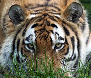 Amur Tijger of Siberische Tijger : Ouwehands DIerenpark van Loek Lobel