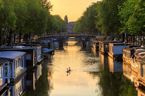 Zwanen in de Amsterdamse grachten
