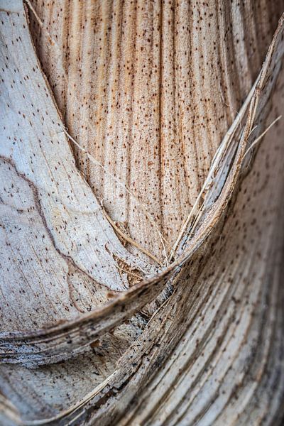 Palm plant structure up close by Jefra Creations