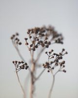Autumn branch sober
