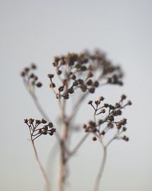 Autumn branch sober by Petrina Derksen