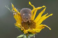 Muis op een zonnebloem