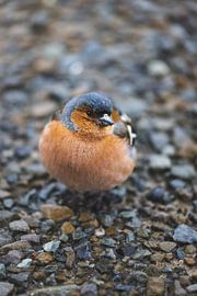 Mt. Cook's erhabene Pracht von Ken Tempelers