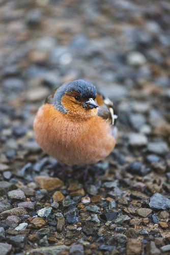 Mt. Cook's Verheven Pracht