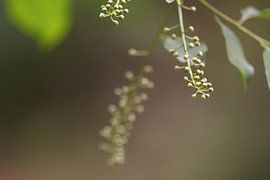 Simplicity by DigiDiede - Fotografie