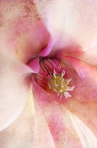 Macroblüte Rosa