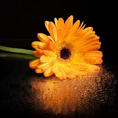 Geel - oranje gerbera is omgevallen! (met druppels)