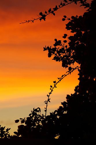 The incredible colors of La Gomera