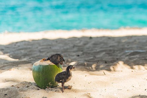 Thirsty chicks on the beach