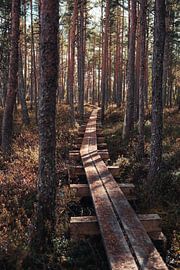 Le Chemin vers le silence – Promenade dans la forêt de pins sur Milene van Arendonk