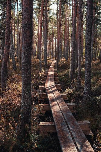 Het Pad naar de Stilte – Wandelen door het Dennenbos