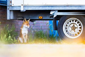 Fuchs von Pim Leijen