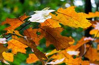 Limburg "die Blätter".