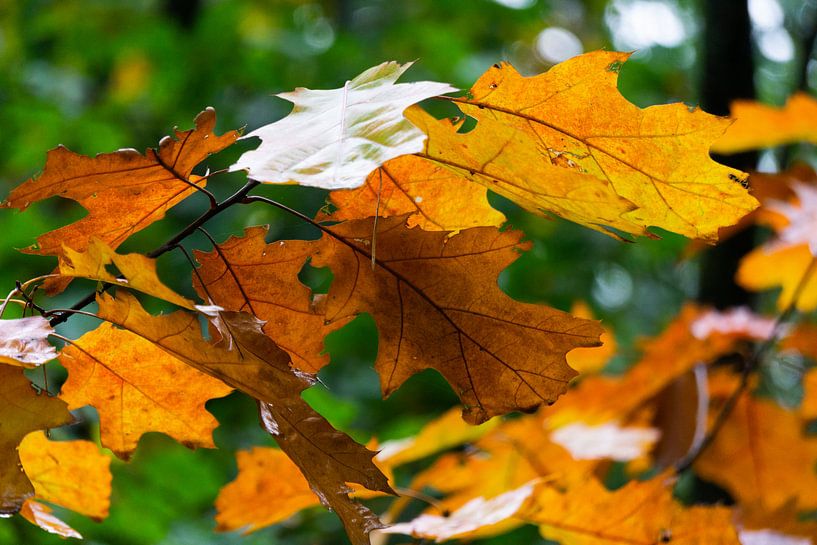 Limburg &quot;die Blätter&quot;. von Onno Alblas