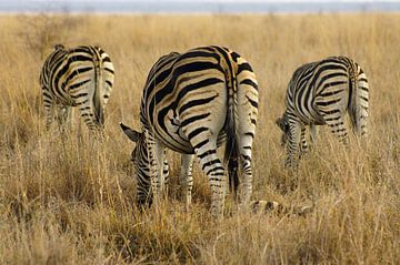 Grazende zebra's van Niek Traas