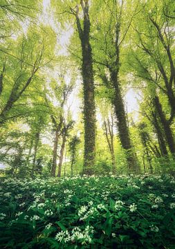 Grün, grüner, am grünsten von Joris Pannemans - Loris Photography