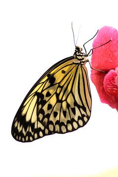 Vlinder op bloem van Saskia Hoks