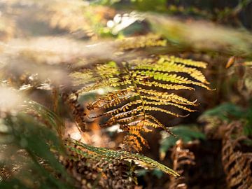 Quirl in Saxon Switzerland – In the field of ferns by Pixelwerk