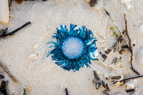Blauwe knoop @ Boracay, Filipijnen