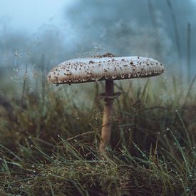 Large parasol mushroom in morning fog by Yuri Verweij