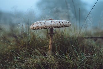 Grand champignon parasol dans le brouillard du matin sur Yuri Verweij