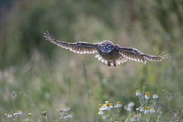 Little owl 's morning flight by Gonnie van de Schans