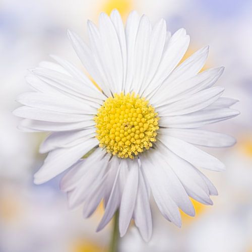 Een vierkant met een madeliefje met andere madeliefjes op de achtergrond