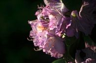 Rhododendron van Thomas Jäger thumbnail
