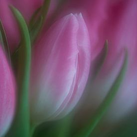 Tulips II by Raoul Baart