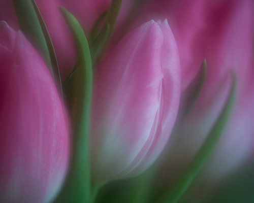 Tulips II by Raoul Baart