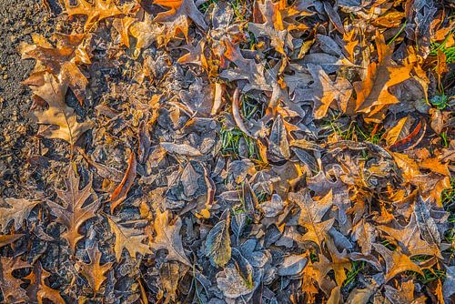 Hot and cold in the forest