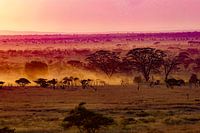 Serengeti