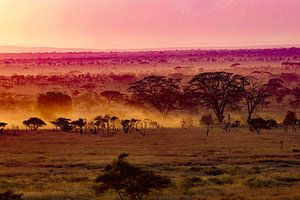Serengeti
