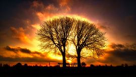 Les châtaigniers blancs sur Wim van Beelen