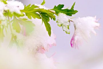Winter  bloemen onder sneeuw van Marianna Pobedimova