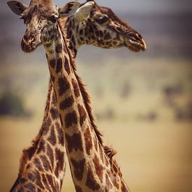 Giraffen im warmen Licht – Fine-Art-Naturfotografie von Exclusive Photos by Erwin Floor