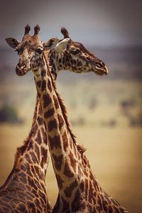 Giraffes in warm light – fine art wildlife photography