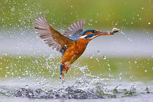 Eisvogel - Der Frühling liegt in der Luft!