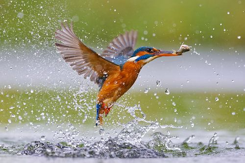 Eisvogel - Der Frühling liegt in der Luft! von Eisvogel.land - Corné van Oosterhout