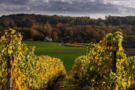 Warme Herbstfarben in Maastricht mit Blick durch die Weinreben des Apsotelhoeve von Kim Willems