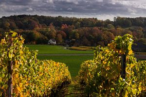 Couleurs chaudes de l'automne à Maastricht avec une vue à travers les vignes de Apostelhoeve sur Kim Willems