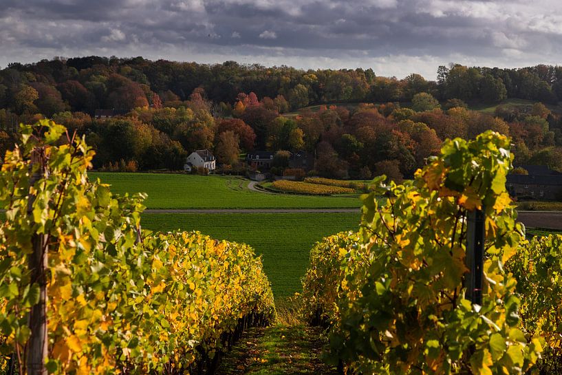 Warm autumn colours in maastricht with a view through the grape vines of the Apsotelhoeve by Kim Willems