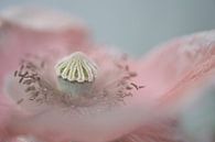 pink poppy by gj heinhuis thumbnail