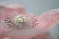 roze klaproos